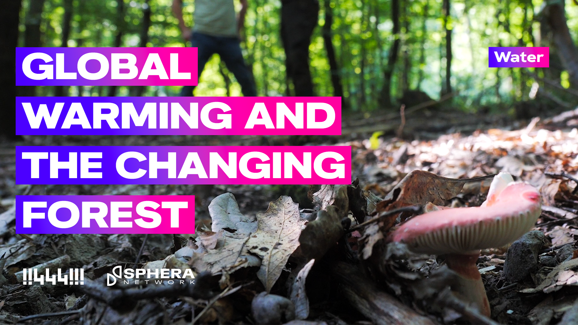 Global warming and the changing forest