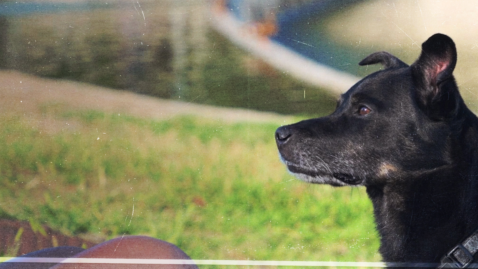 How are dogs surviving during heatwaves?