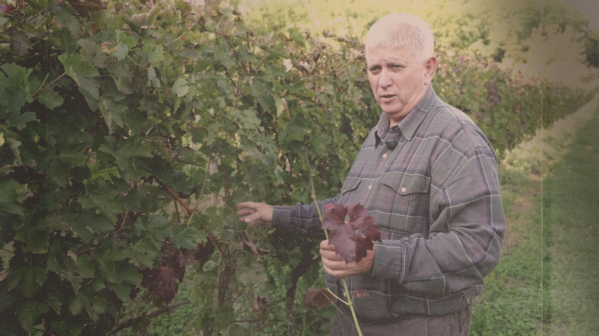 No Grace for Grape: an epidemic that’s wiping out Hungarian vineyards
