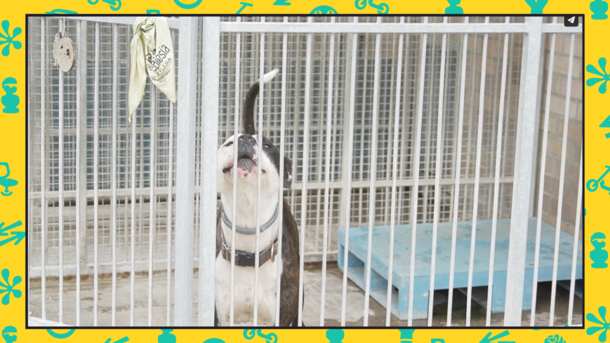 Urban dogs and cats during the holiday season – on houses and shelters
