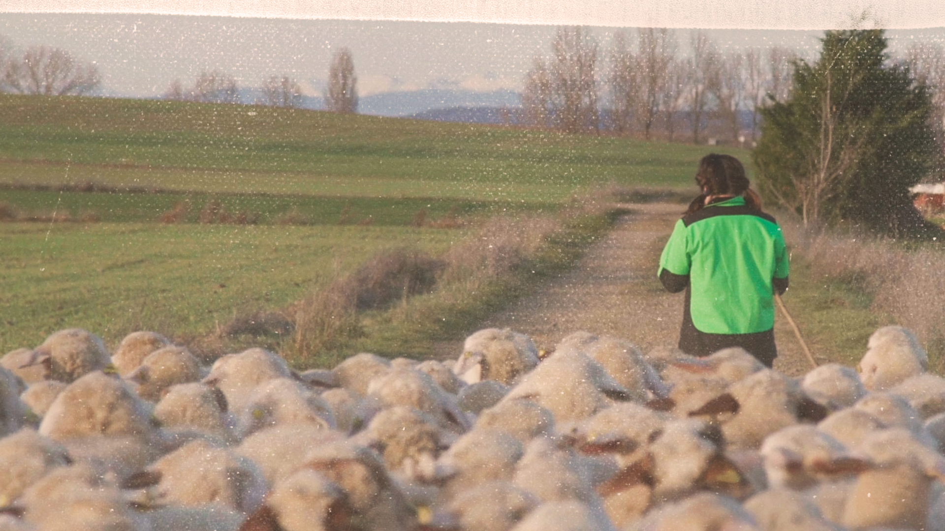 A Day in the Life of Nerea, owner of a dairy sheep farm in Spain
